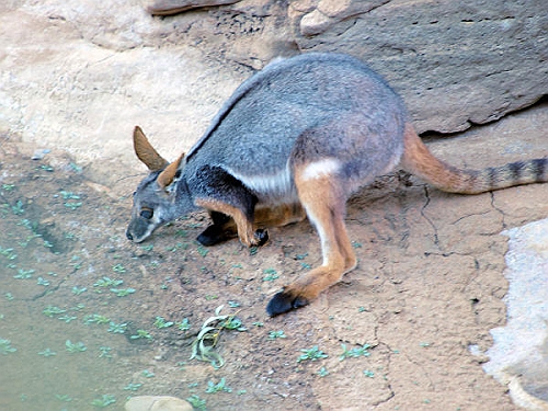 ArkaroolaWaterhole_PB070797_YF[1].jpg